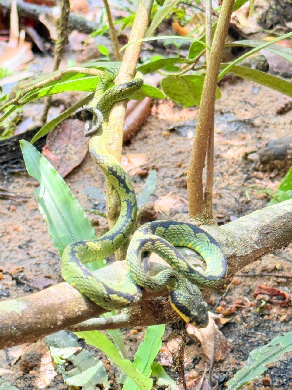 Sinharaja Vini Villa Deniyaya Ngoại thất bức ảnh